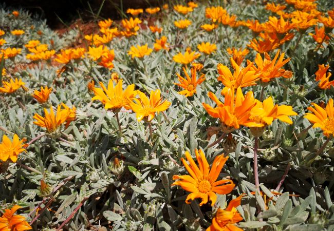 Villa in Pescoluse - Beach villa w/ heated whirlpool & amazing sea view Villa in Pescoluse - Beach villa w/ heated whirlpool & amazing sea view