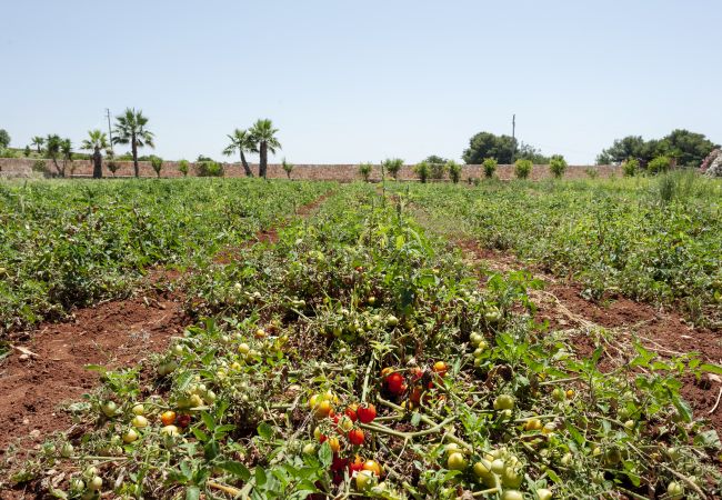 Villa in Pescoluse - Beach villa w/ heated whirlpool & amazing sea view Villa in Pescoluse - Beach villa w/ heated whirlpool & amazing sea view