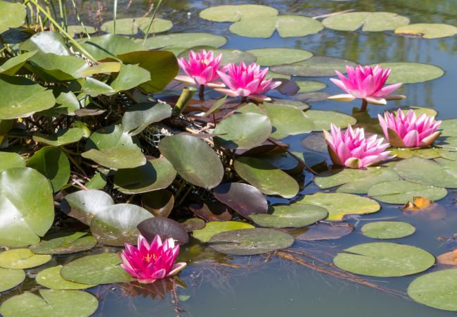 Villa in Galatina - Stunning country mansion with huge pool & park Villa in Galatina - Stunning country mansion with huge pool & park